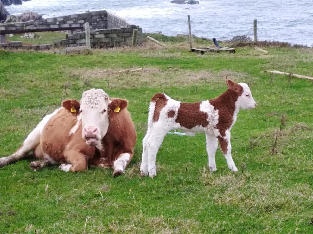 Madra Rua Organic Accommodation Ballyliffin Ngoại thất bức ảnh